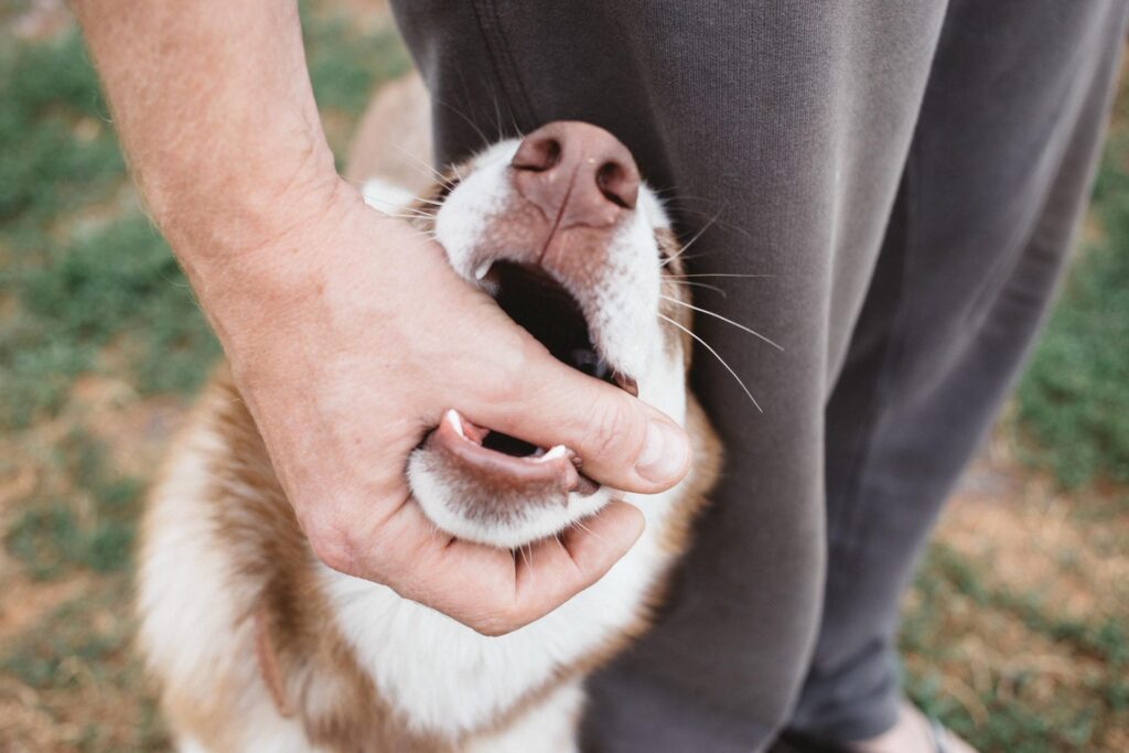 Dog Bite Lawyers in Ontario
